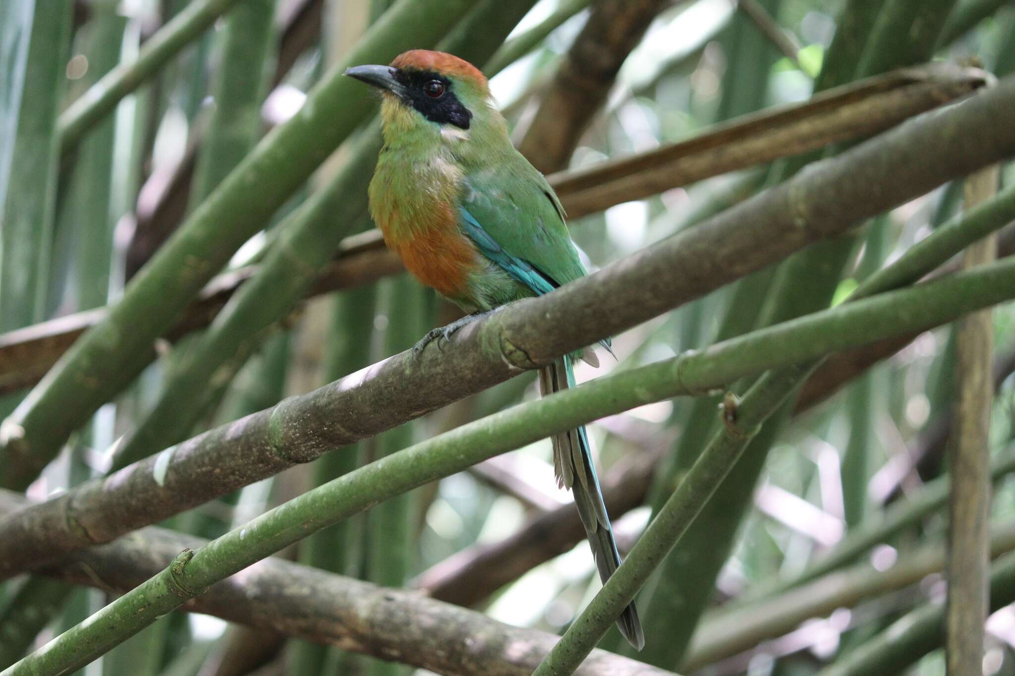 Image of Rufous-capped Motmot