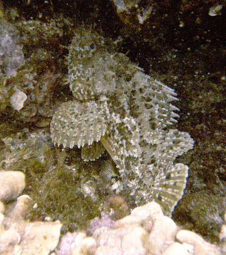 Image of Bigscale Scorpionfish