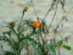 Imagem de Tagetes erecta L.