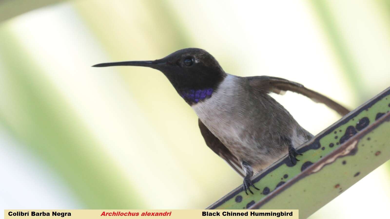 Image of Black-chinned Hummingbird