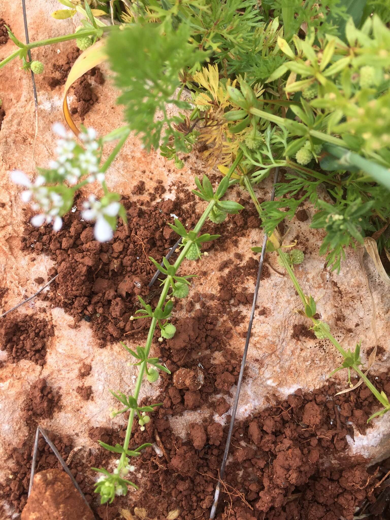 Image of warty bedstraw