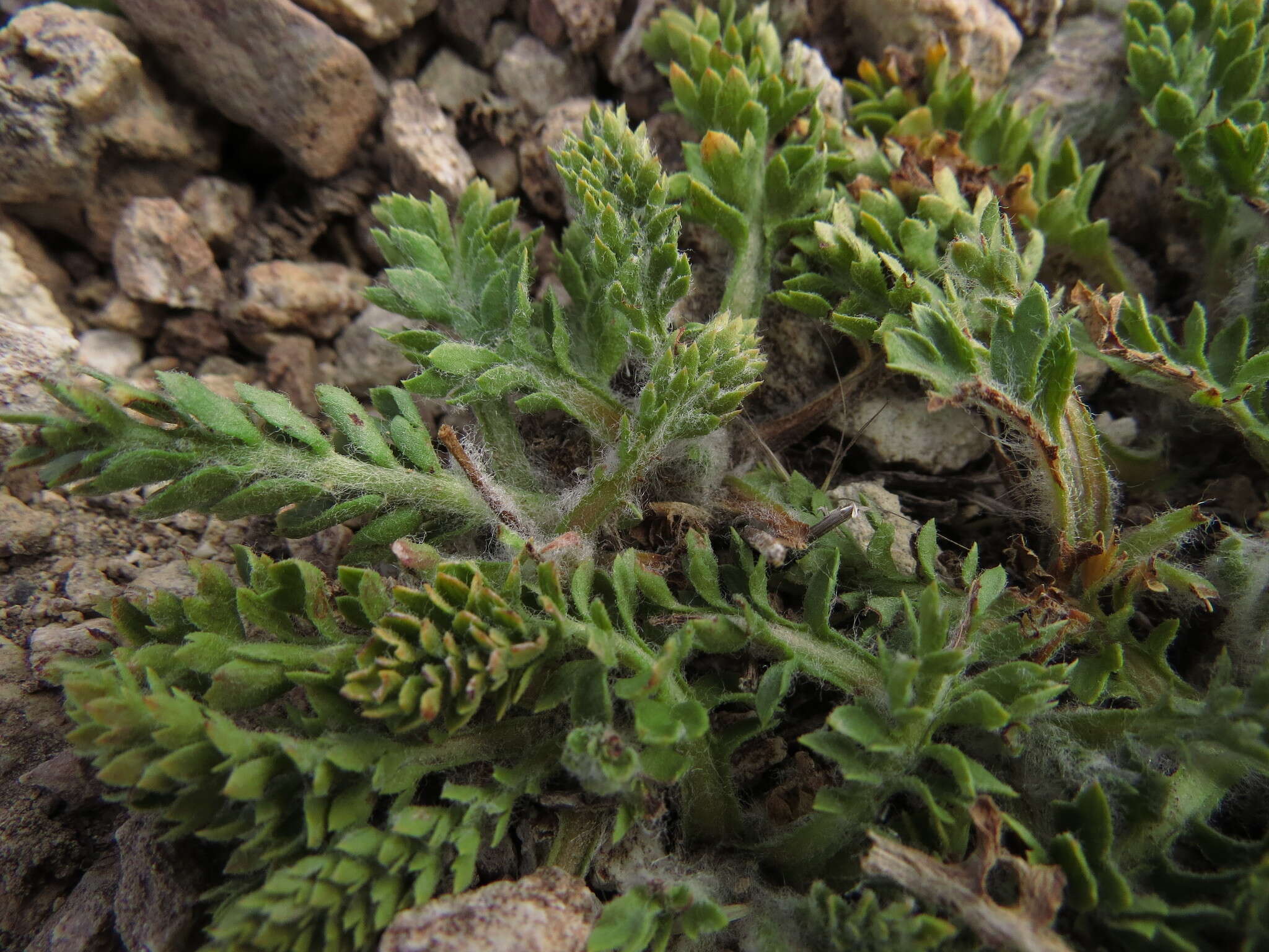 Image de Leucheria millefolium Dusen & Skottsb.