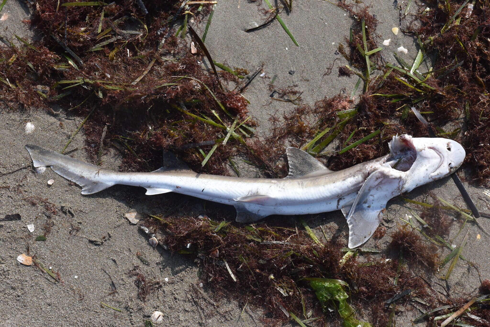 Image of Common Smoothhound