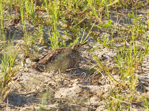 Image of Double-banded Sandgrouse