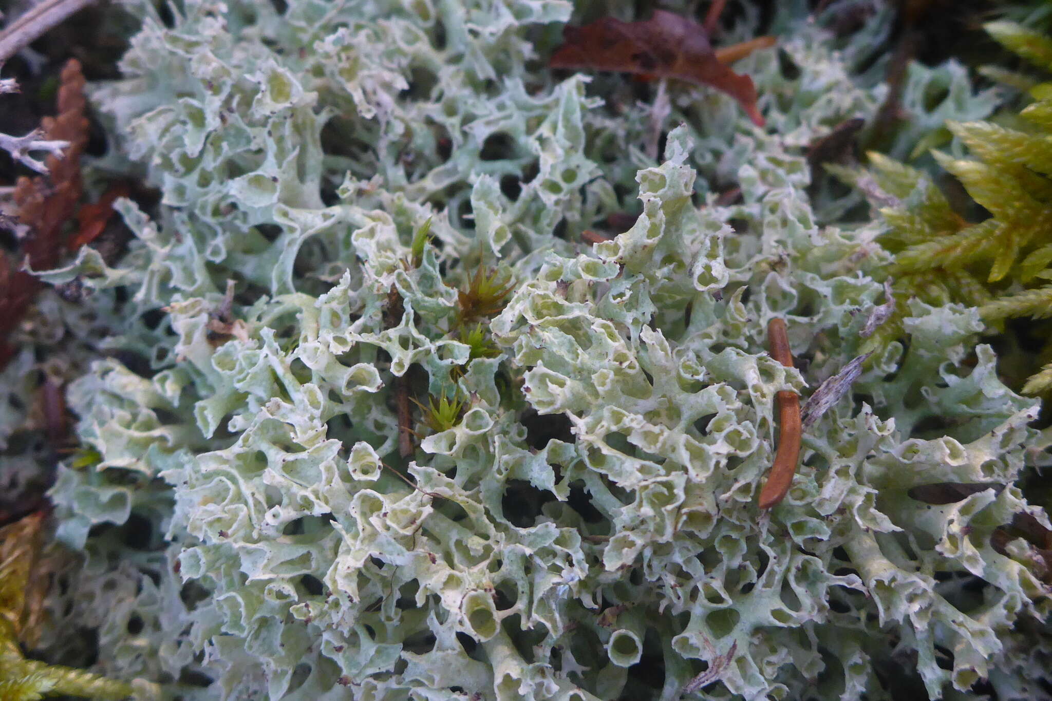 Image of Thorn cladonia