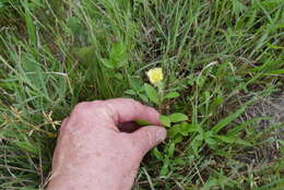 Imagem de Oenothera laciniata Hill