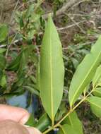 Image of Syzygium floribundum F. Müll.