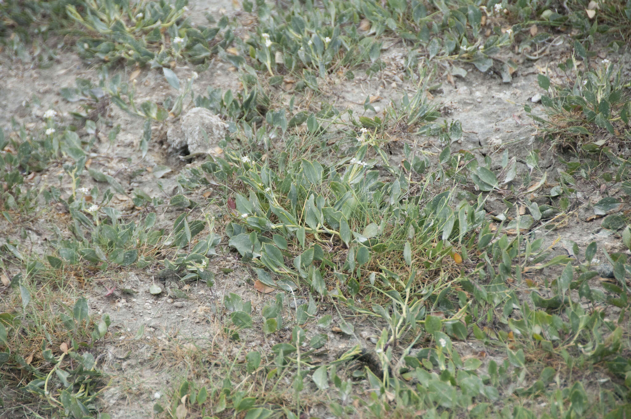 Image of Lepidium cartilagineum (J. Mayer) Thell.