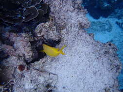 Image of Coral rabbitfish