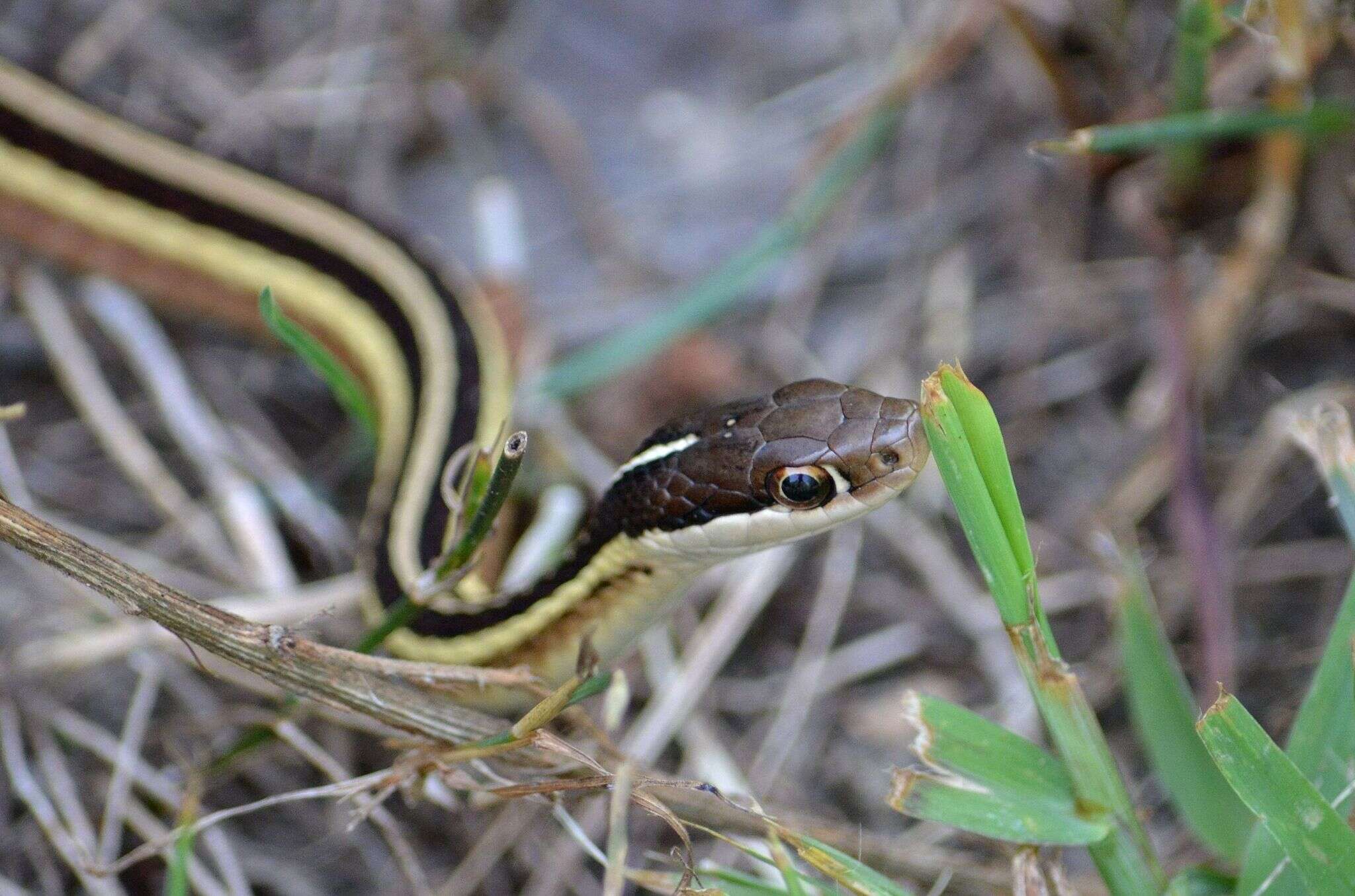 Image of Thamnophis saurita saurita (Linnaeus 1766)