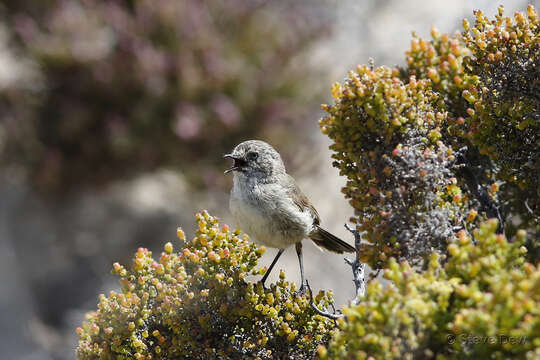 Image of Slender-billed Thornbill