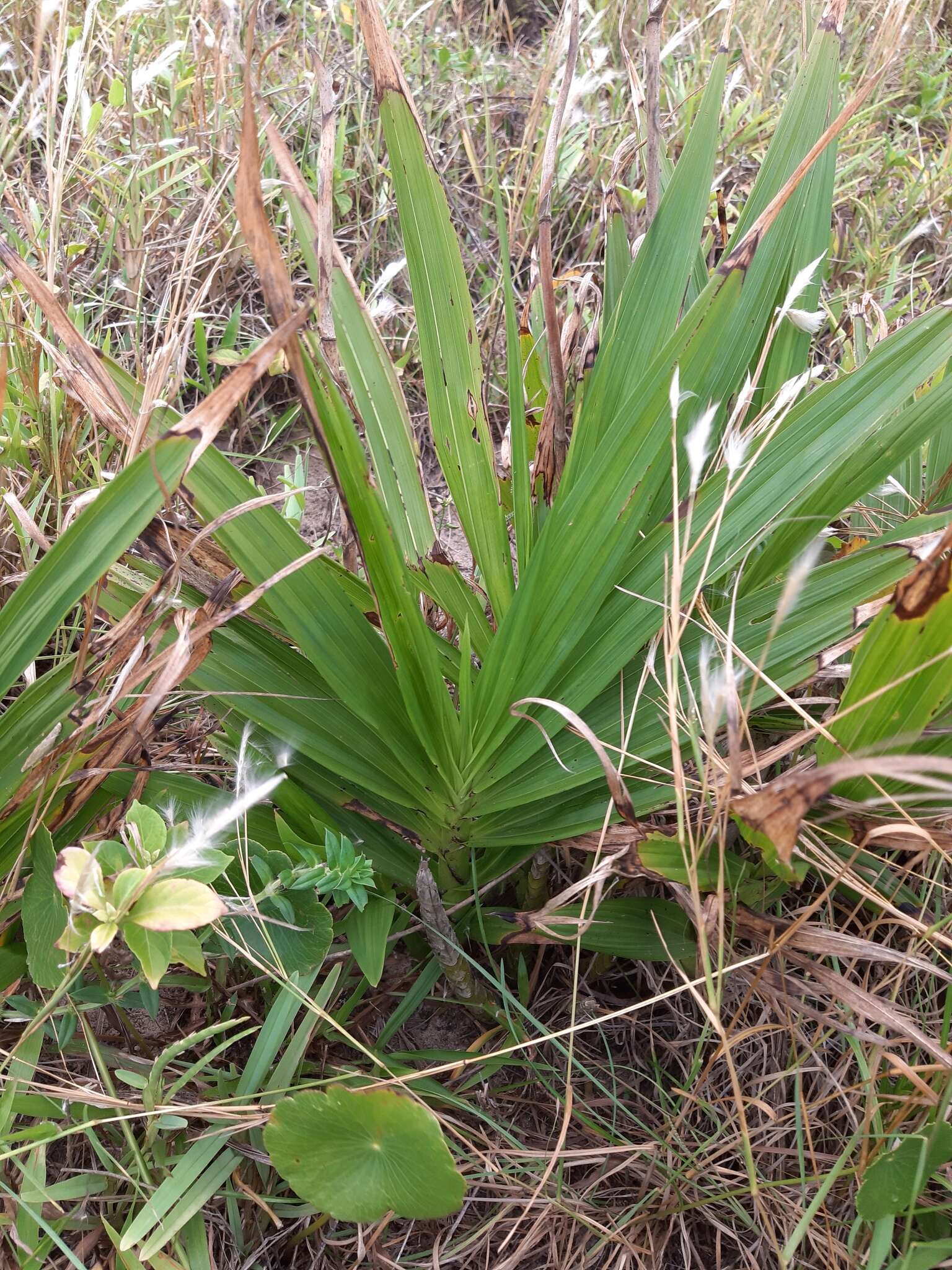 Image of terrestrial cowhorn orchid