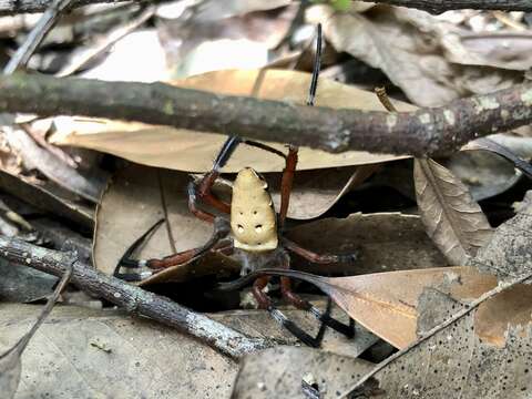 Imagem de Argiope ocula Fox 1938