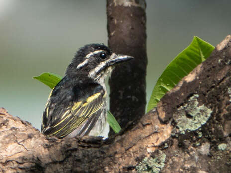 Image of Yellow-rumped Tinkerbird