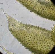 Image of Siberian myurella moss