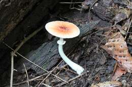 Leucoagaricus rubrotinctus (Peck) Singer 1948 resmi