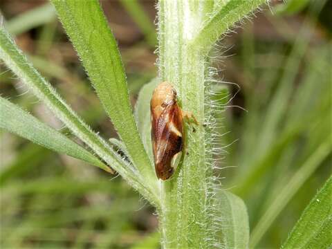 Image of Carystoterpa fingens (Walker 1851)