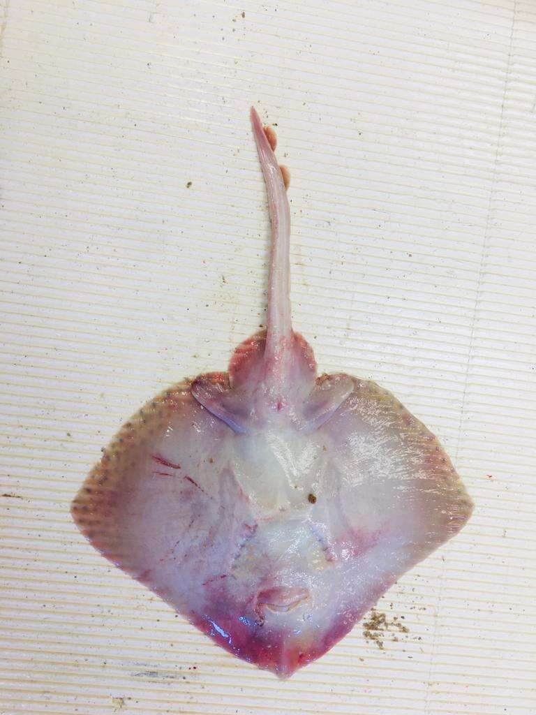 Image of Blonde Ray