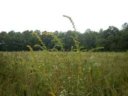 Image of wrinkleleaf goldenrod