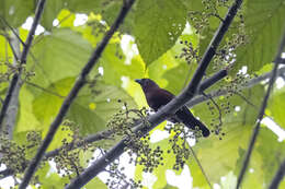 Image of Chestnut-breasted Negrofinch