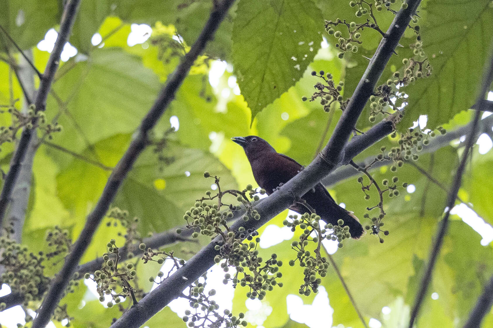 Image of Chestnut-breasted Negrofinch