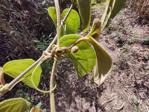 Image of Smilax tomentosa Kunth