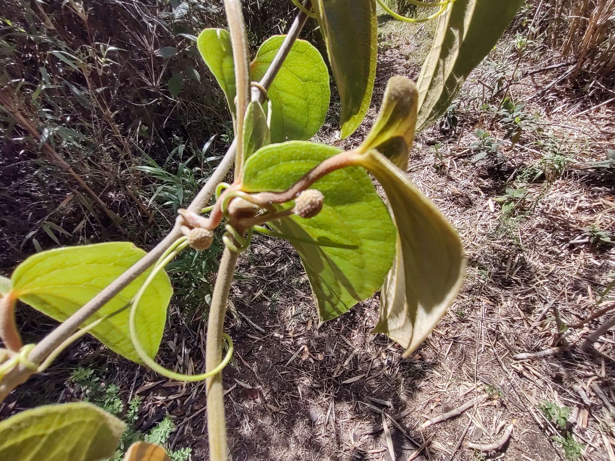 Smilax tomentosa Kunth resmi