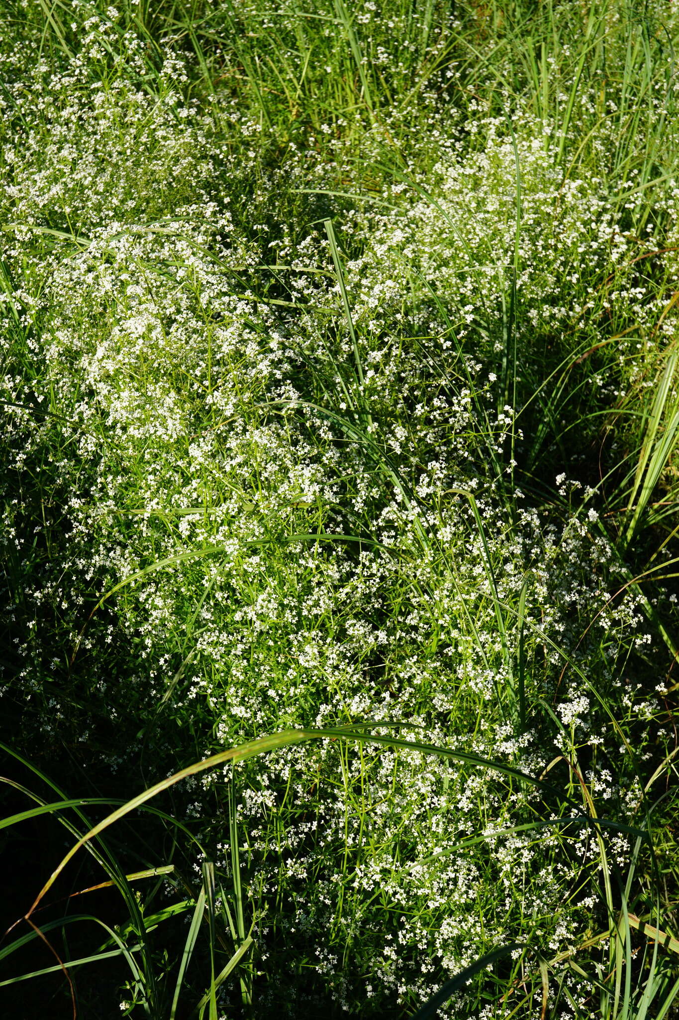 Plancia ëd Galium elongatum C. Presl