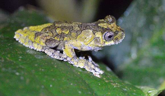 صورة Dendropsophus marmoratus (Laurenti 1768)