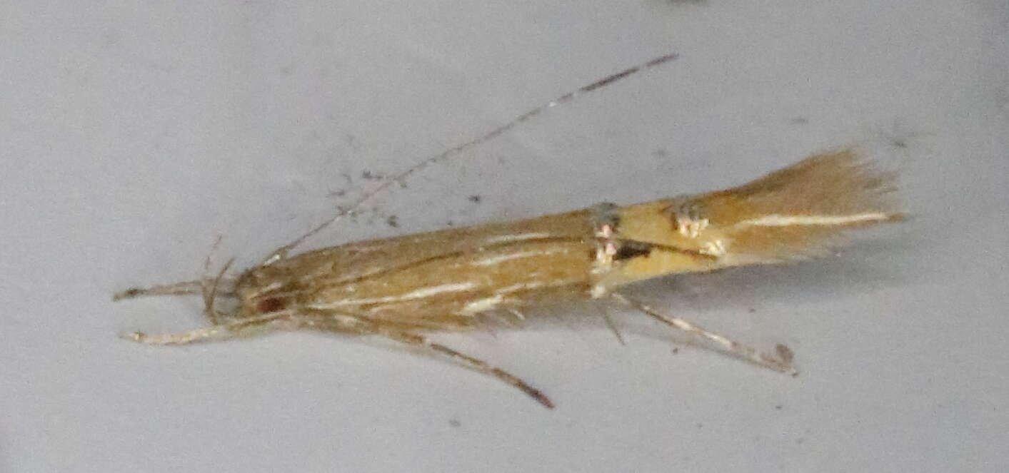 Image of Cosmopterix fernaldella Walsingham 1882