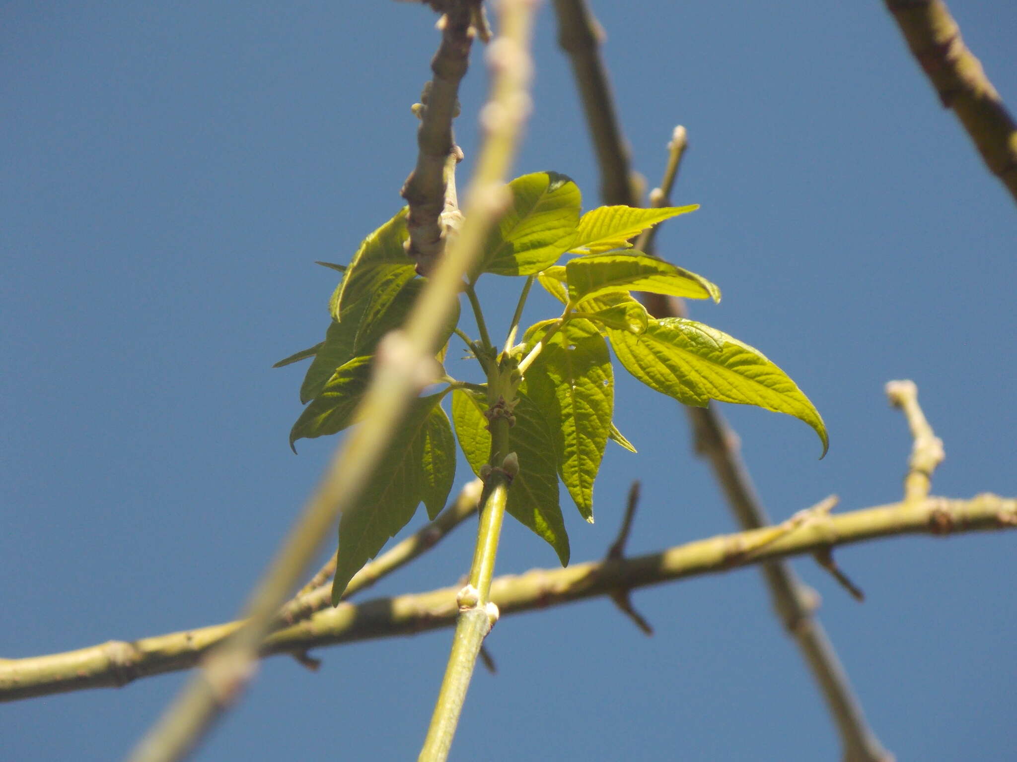 Image de Acer negundo var. mexicanum (DC.) Kuntze