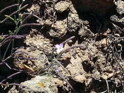 Image of Santa Cruz Island winged rockcress