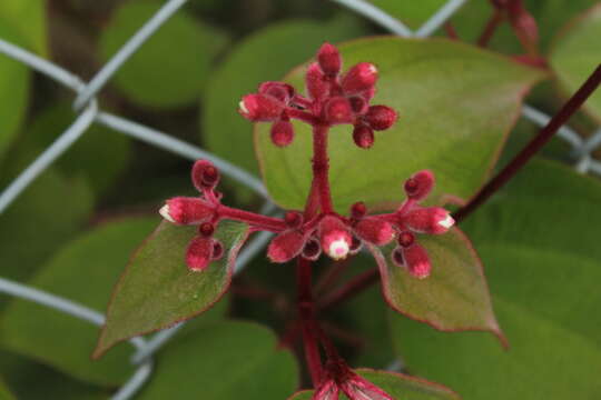 Image of Miconia tuberculata (Naud.) Triana