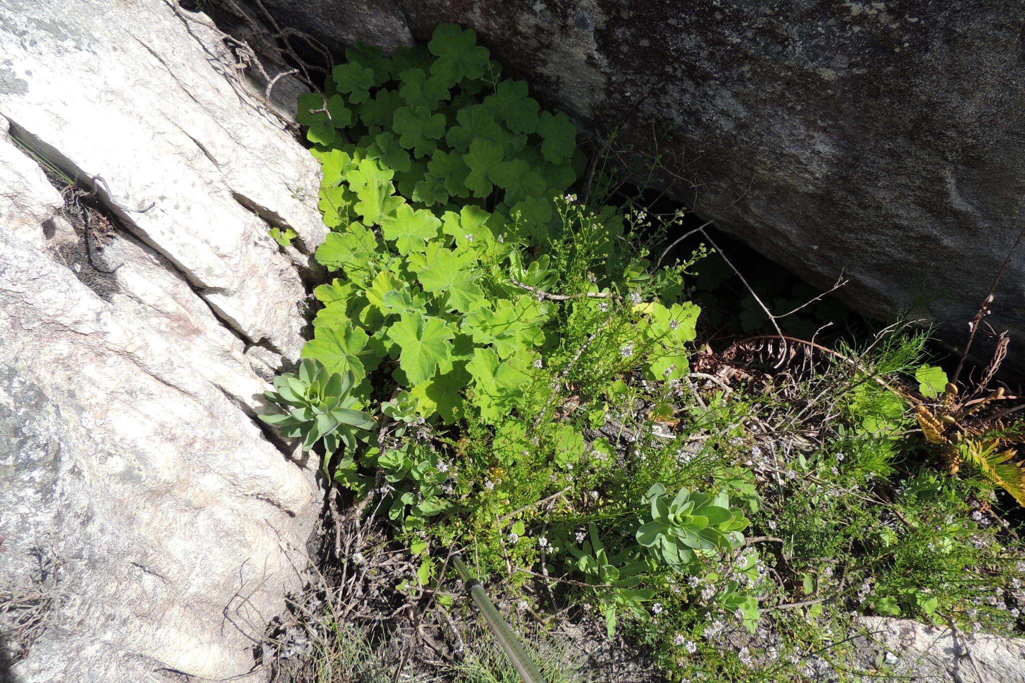 Image of Pelargonium tomentosum Jacq.