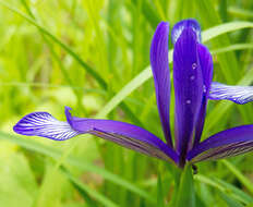 Image of Iris sintenisii Janka