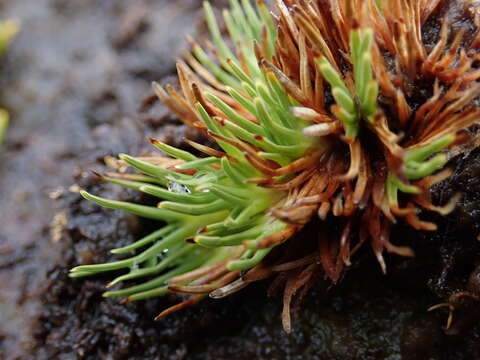 Sivun Oreobolus pectinatus Hook. fil. kuva