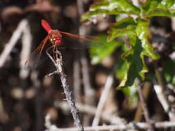 Image of Cardinal Meadowhawk