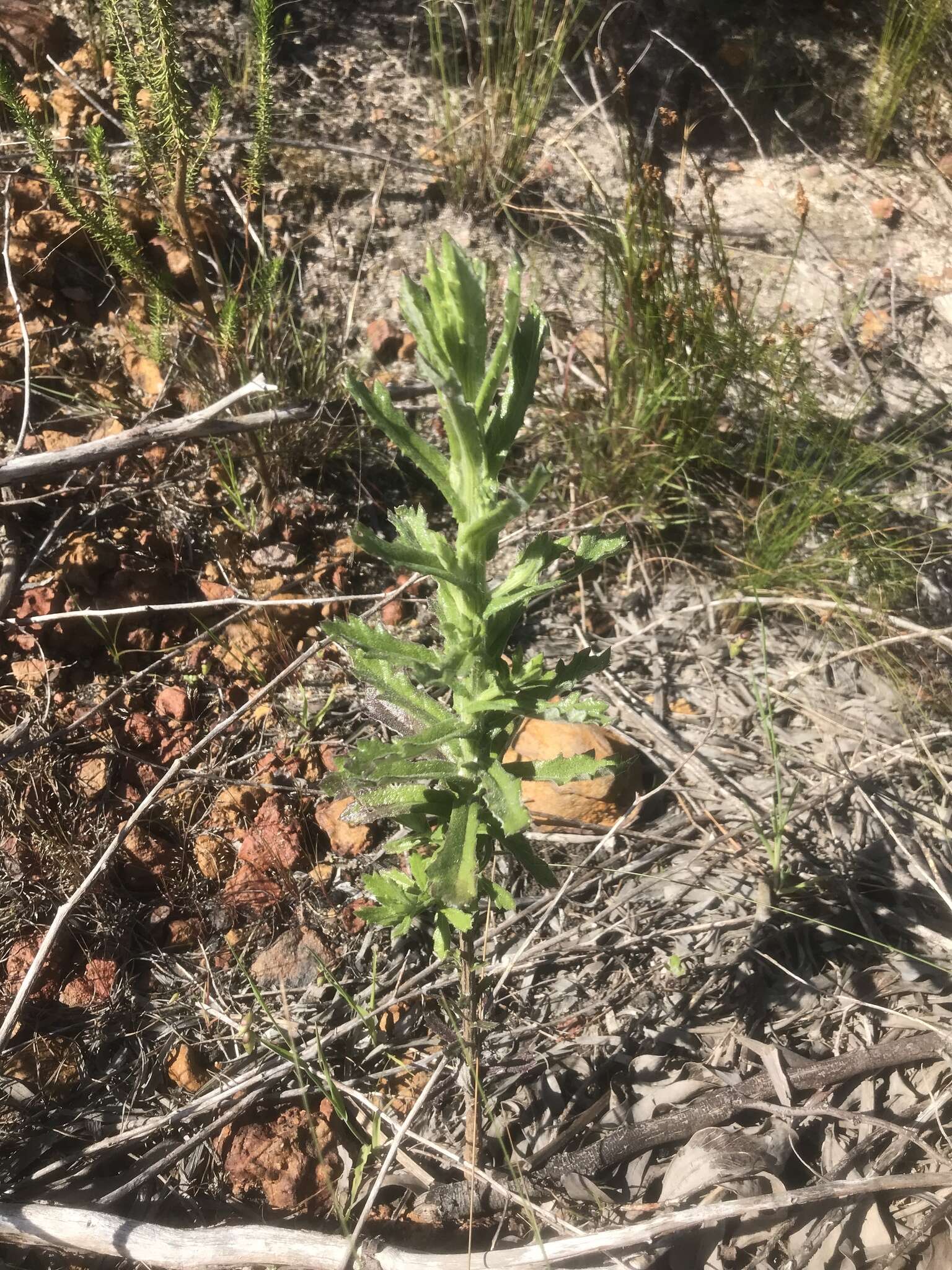 Image of Poisonous ragwort