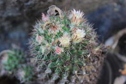 Image of Mammillaria voburnensis subsp. collinsii