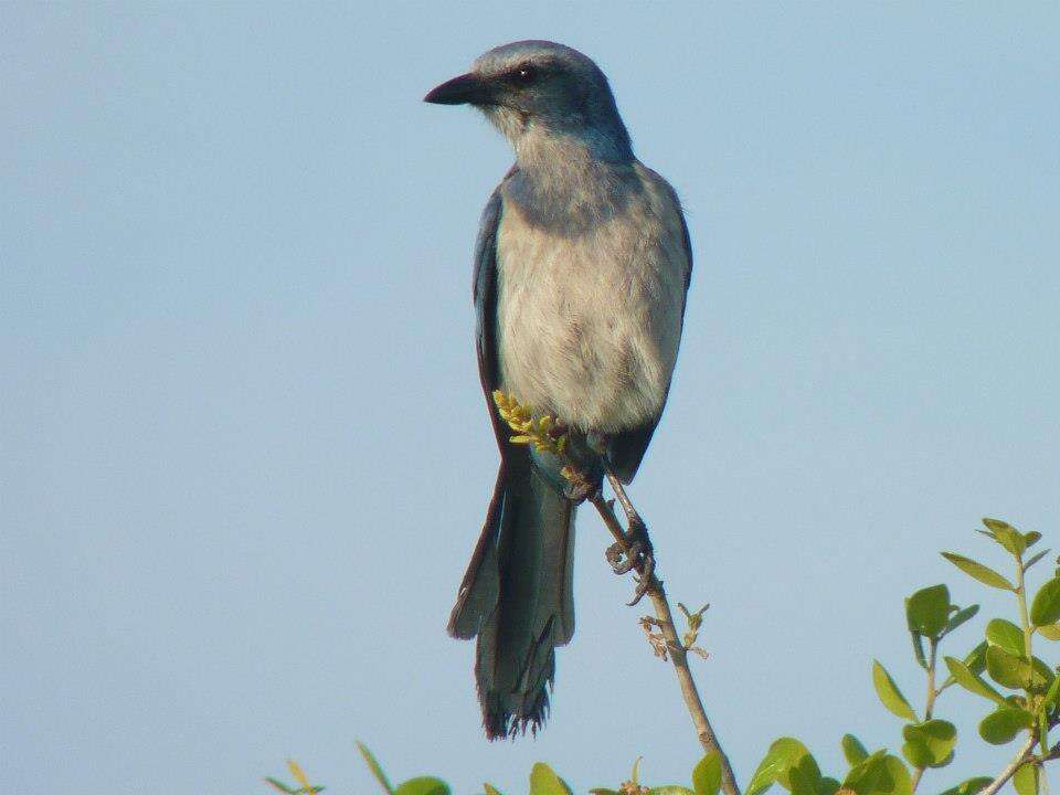 Imagem de Aphelocoma coerulescens (Bosc 1795)