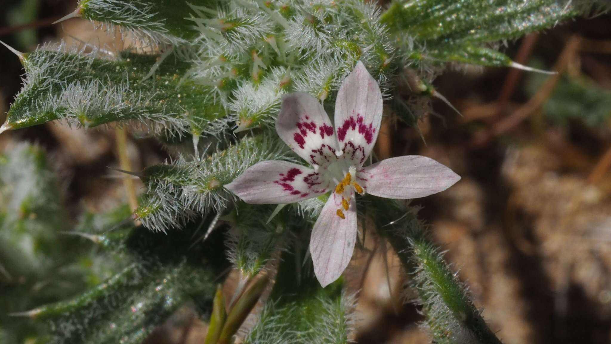 Image of Schott's calico