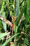 Image of Heliconia marginata (Griggs) Pittier