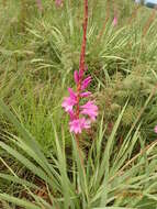 Imagem de Watsonia densiflora Baker