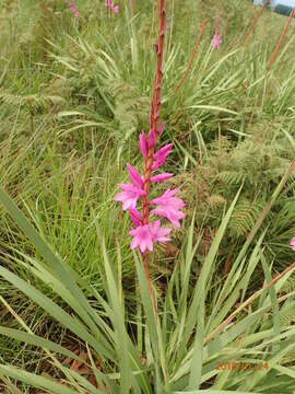 Imagem de Watsonia densiflora Baker