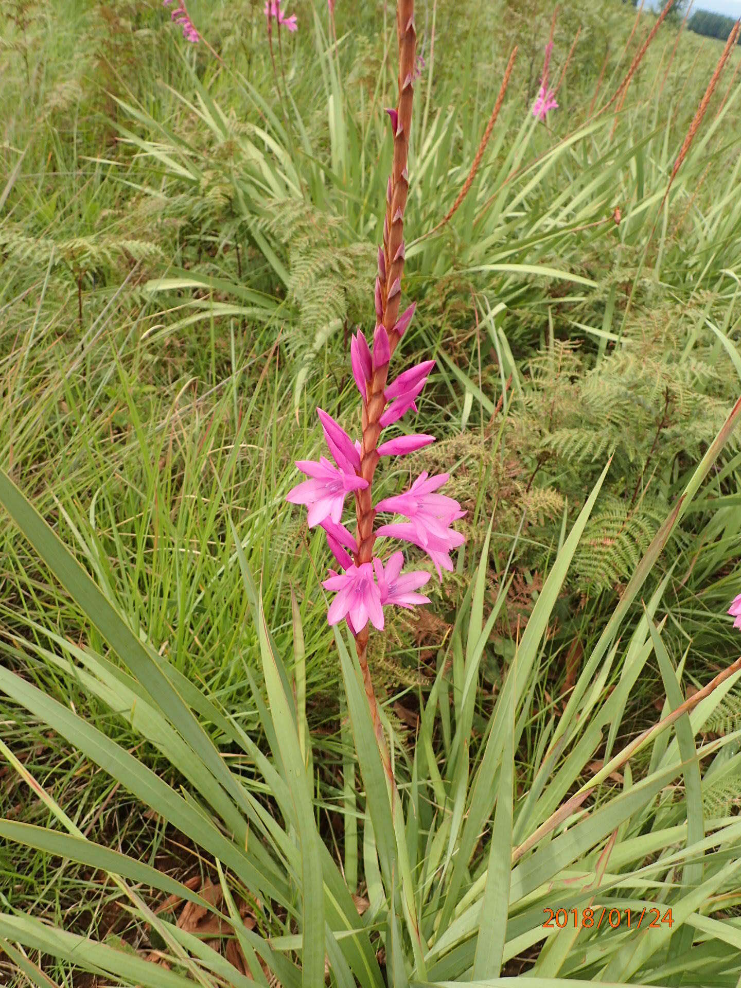 Imagem de Watsonia densiflora Baker