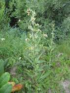 Image of Parry's thistle