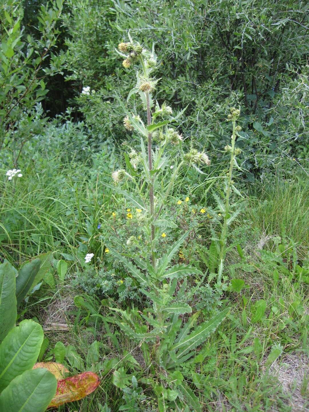 Image of Parry's thistle