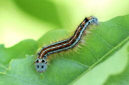 Image of lackey moth