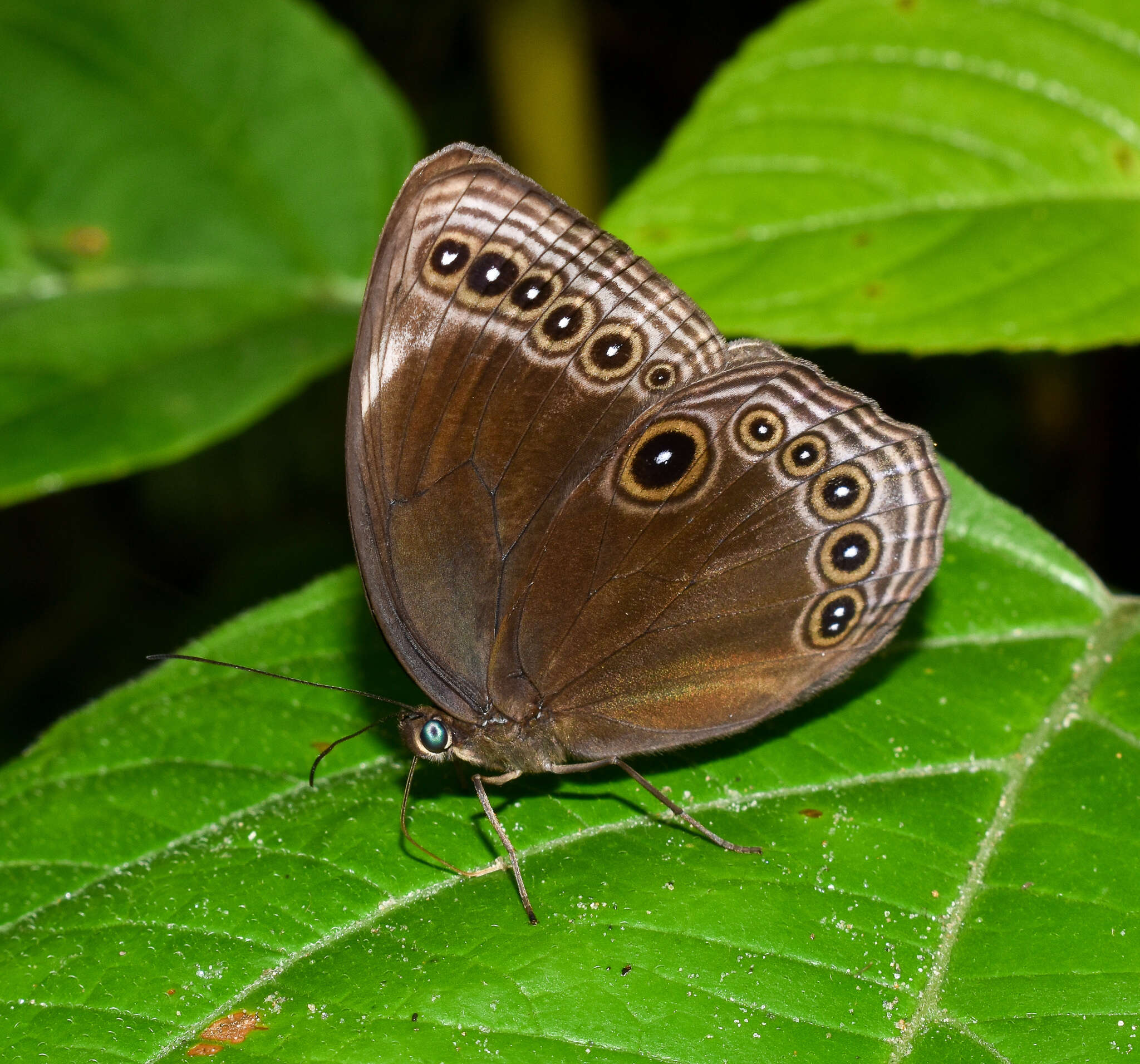 Imagem de Ethope himachala Moore 1857