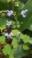 Image de Plectranthus saccatus Benth.